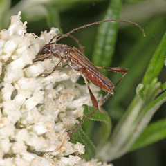 Mecynopus cothurnatus