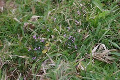 Hypoestes
