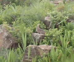 Pronolagus saundersiae