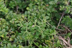 Carissa bispinosa