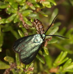 Pollanisus viridipulverulenta