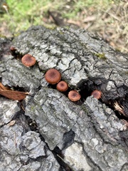 Tubariaceae