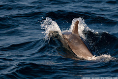 Stenella longirostris