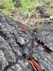 Tubariaceae