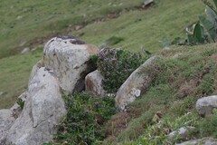 Hypoestes