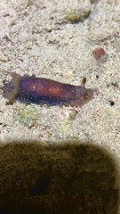 Dendrodoris nigra