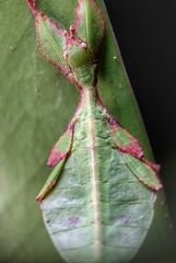 Cryptophyllium chrisangi