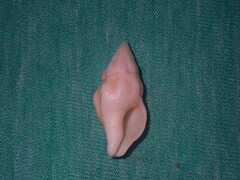 Nodopelagia brazieri