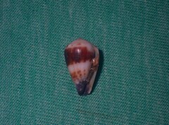 Conus sponsalis