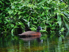 Pteronetta hartlaubii