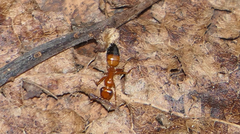 Opisthopsis