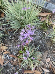 Tulbaghia