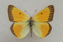 Colias christina