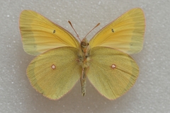 Colias christina