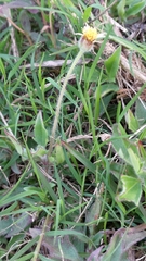 Tridax procumbens