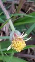 Tridax procumbens