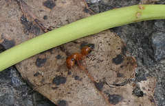 Opisthopsis