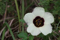Hibiscus trionum