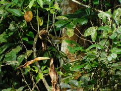 Nicator chloris