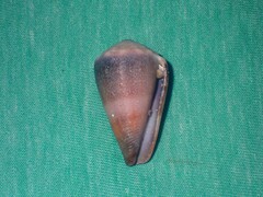 Conus lividus