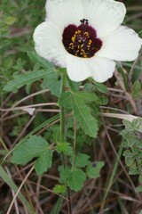 Hibiscus trionum