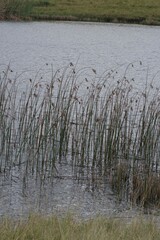 Schoenoplectus scirpoides