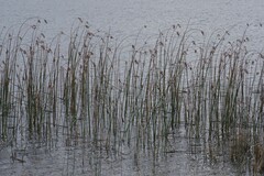 Schoenoplectus scirpoides