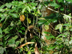 Nicator chloris