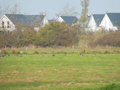 Anser albifrons albifrons