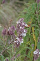 Macroglossum trochilus