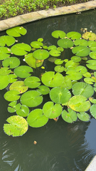 Nymphaea ampla