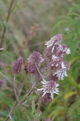 Macroglossum trochilus