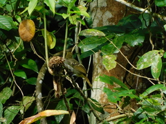 Nicator chloris