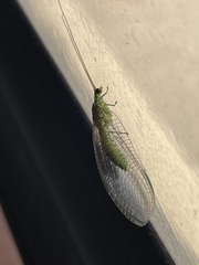 Italochrysa insignis