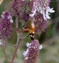 Macroglossum trochilus