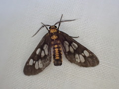 Eressa confinis