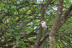 Eurocephalus anguitimens