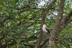 Eurocephalus anguitimens