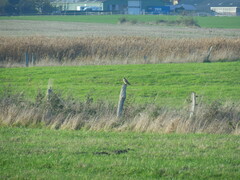 Falco tinnunculus tinnunculus