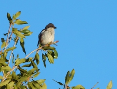 Lanius collaris collaris