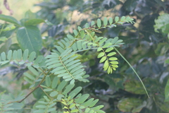 Senna auriculata