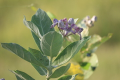 Calotropis gigantea