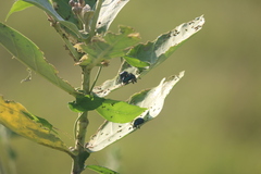 Platycorynus peregrinus