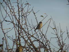 Passer montanus montanus