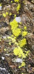 Rhizocarpon geographicum