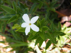 Jasminum