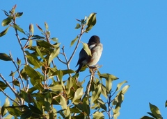 Lanius collaris collaris