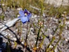 Thelymitra cyanea