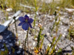 Thelymitra cyanea