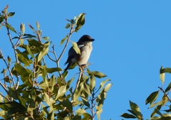 Lanius collaris collaris